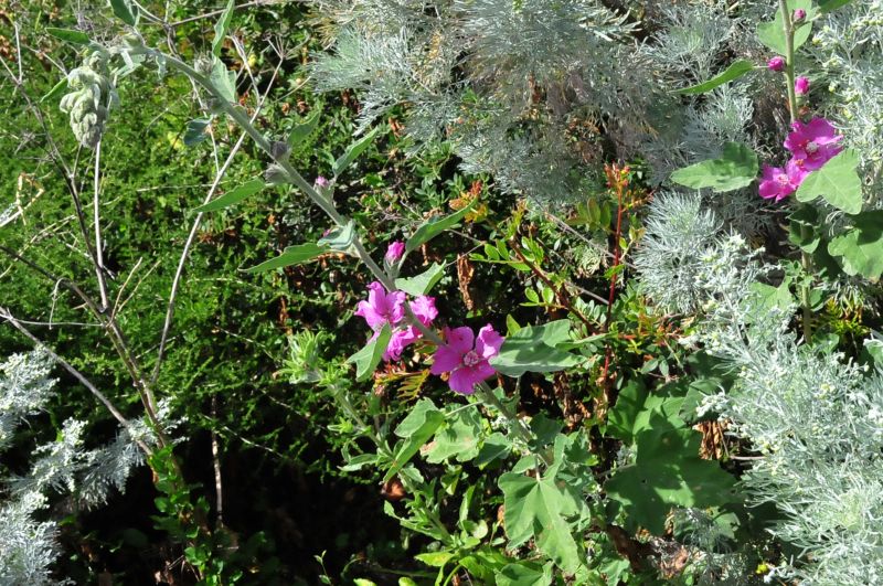 Lavatera olbia / Malvone perenne